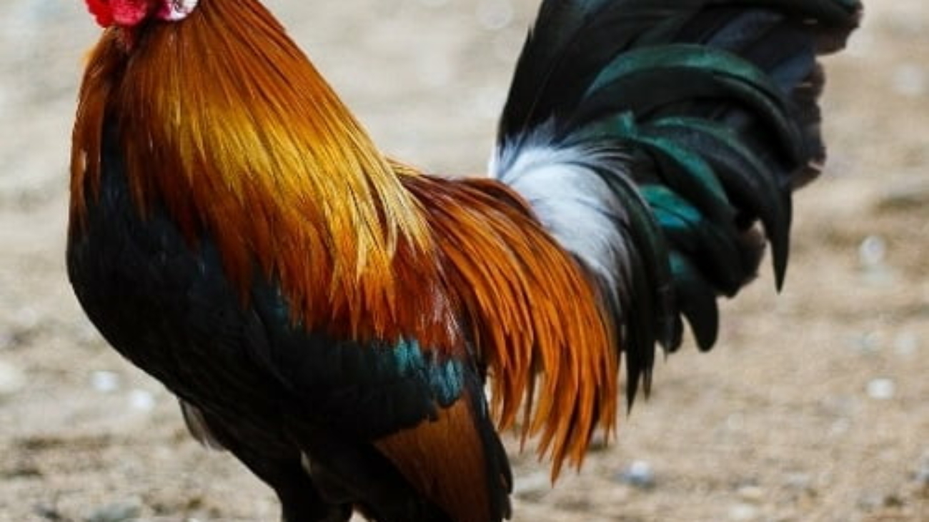 Hình 1. Ảnh được gán nhãn là 'Bird','Rooster',...