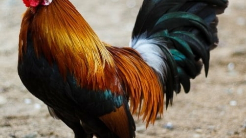 Hình 1. Ảnh được gán nhãn là 'Bird','Rooster',...